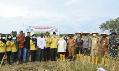 Bupati Bengkalis Kasmarni Panen Padi Bersama Kelompok Tani Mekar Jaya I
