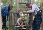 Harimau Masuk Permukiman Penduduk, BBKSDA Riau Pasang Camera Trap dan Boxtrap