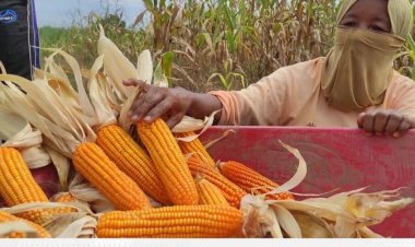 Disketapang Pekanbaru Panen Perdana Jagung Hibrida Pipil di Okura