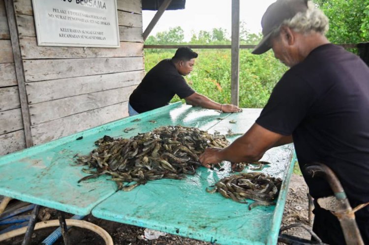 Potensi Udang Dumai 160 Ton Setahun, Wali Kota Paisal Usulkan Kawasan Shrimp Estate