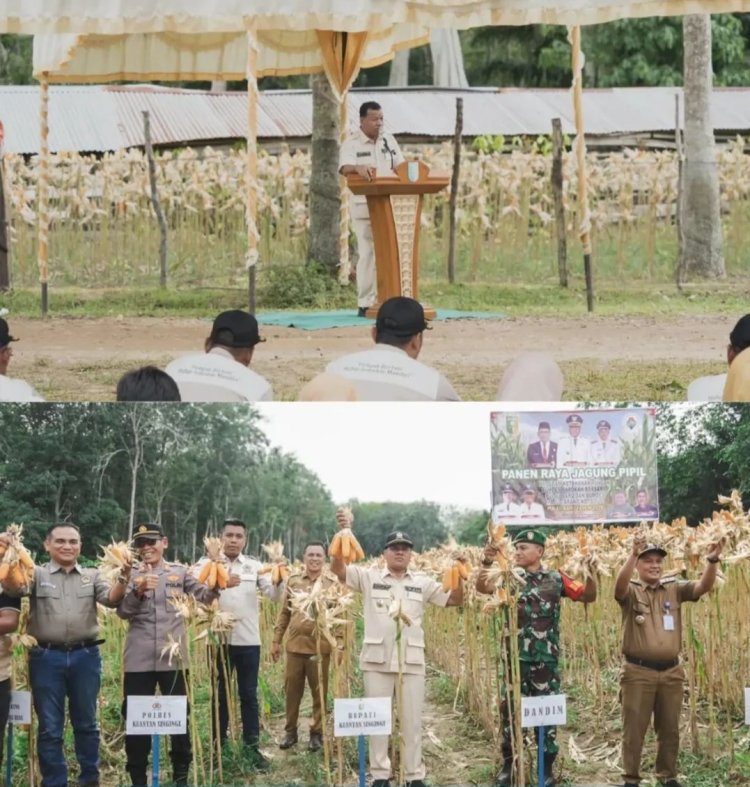Panen Raya Jagung Pipil di Kecamatan Kuantan Tengah, Bupati Kuansing: Perkuat Ketahanan Pangan
