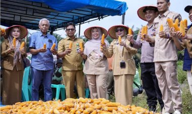Panen Raya Jagung Pipil di Kampung Baru, Wakil Bupati Kampar: Siap Wujudkan Ketahanan Pangan