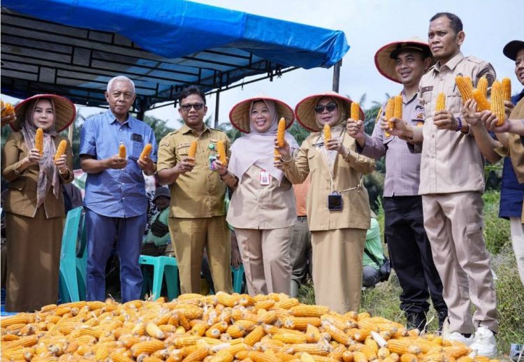 Panen Raya Jagung Pipil di Kampung Baru, Wakil Bupati Kampar: Siap Wujudkan Ketahanan Pangan