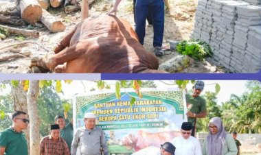 Sapi Kurban 829 Kg dari Presiden Prabowo Jadi Berkah di Tengah Sulitnya Ekonomi Warga Kuansing