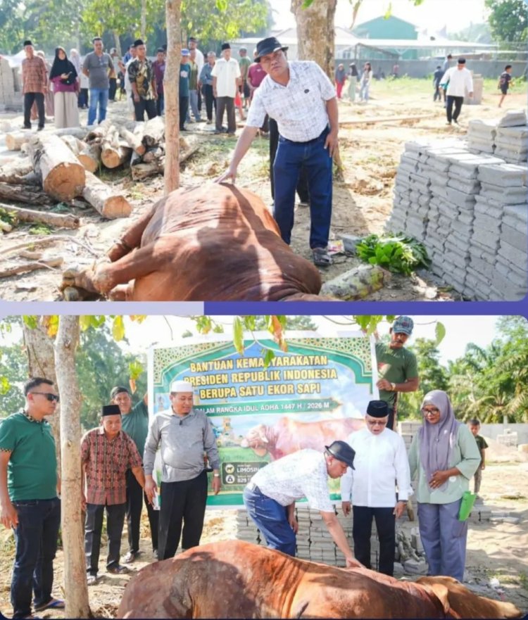 Sapi Kurban 829 Kg dari Presiden Prabowo Jadi Berkah di Tengah Sulitnya Ekonomi Warga Kuansing