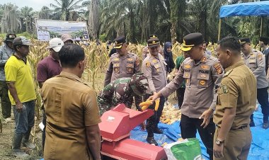 Sinergi Polres Kuansing dan Warga: Panen Raya Jagung Tahap II di Sungai Bawang Sukses Dorong Ketahanan Pangan