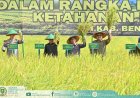DPRD Bengkalis Perkuat Sinergi Wujudkan Ketahanan Pangan Melalui Panen Raya