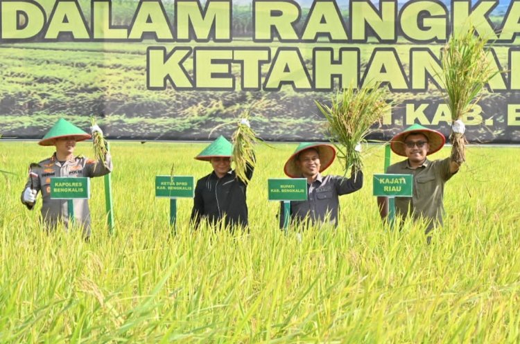 Anggota Komisi II DPRD Bengkalis Hadiri Panen Raya Program Ketahanan Pangan Nasional, Dewan Dukung Penguatan Sektor Pertanian